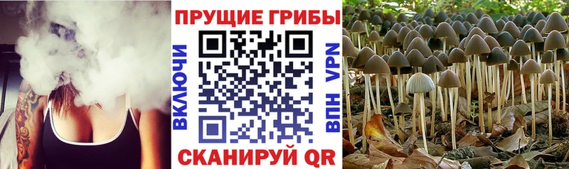 Псилоцибиновые грибы мухоморы  закладка  Шенкурск 